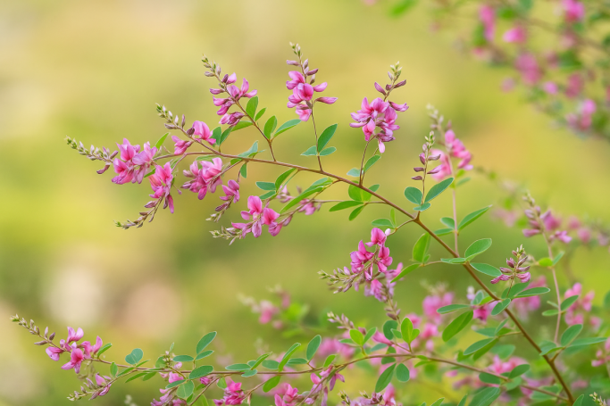 Hagi – Bush Clover, A Flower of Autumn (September–October)