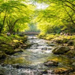 Fresh green trees and a peaceful riverside scene in Japan during spring, reflecting the atmosphere of Greenery Day and Golden Week