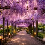 Wisteria in Japan hanging over a wooden pergola walkway creating a layered purple canopy in spring