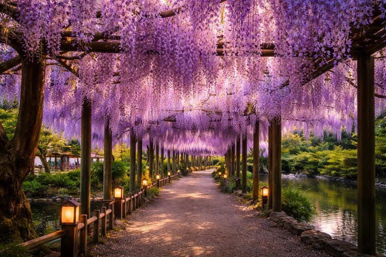 Wisteria in Japan hanging over a wooden pergola walkway creating a layered purple canopy in spring